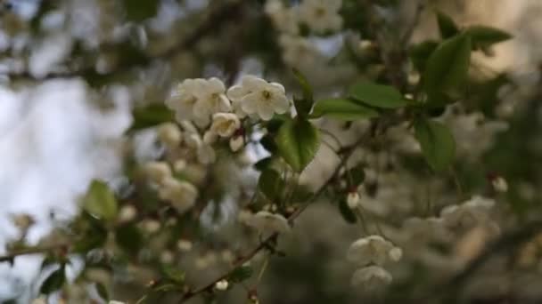 White Color Tender Flowers Blossom Cherry Tree Selected Focus — Stock Video