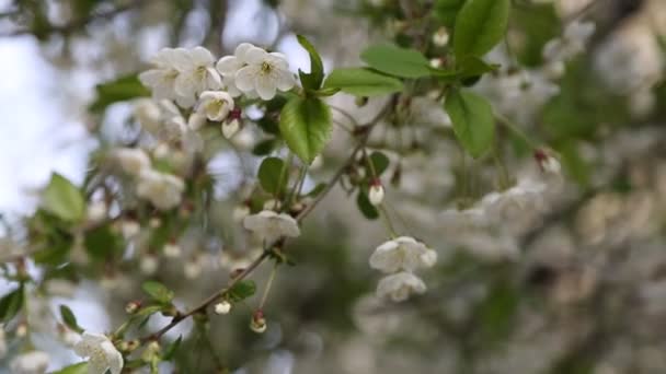 Vit Mjuka Blommor Blommar Ett Rsbärsträd Utvalt Fokus — Stockvideo