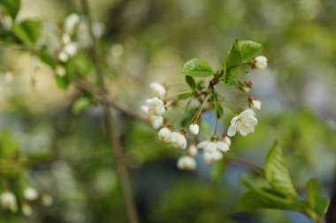 Kiraz ağacında narin çiçekler açar. Seçili odak. Bulanık ve odaksız.