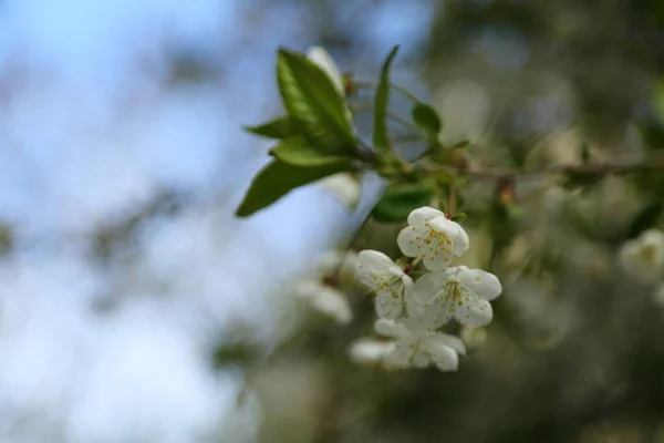 Blommor Blommar Ett Körsbärsträd Ett Valt Fokus Oskärpa Och Ingen — Stockfoto