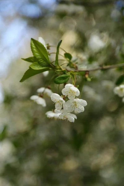 Czułe Kwiaty Kwitną Wiśniowym Drzewie Wybrane Skupienie Rozmycie Brak Ostrości — Zdjęcie stockowe