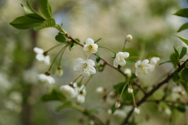 Zarte Blumen Blühen Auf Einem Kirschbaum Ausgewählte Schwerpunkte Unschärfe Und — Stockfoto