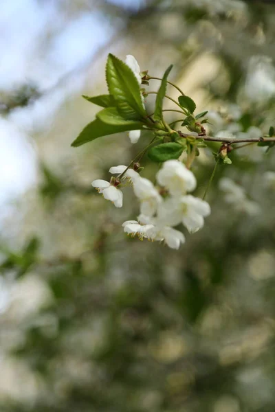 Zarte Blumen Blühen Auf Einem Kirschbaum Ausgewählte Schwerpunkte Unschärfe Und — Stockfoto