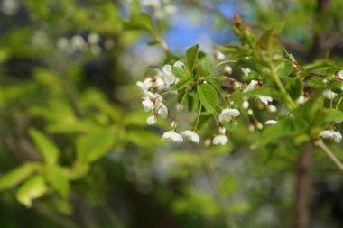 Kiraz ağacında narin çiçekler açar. Seçili odak. Bulanık ve odaksız.