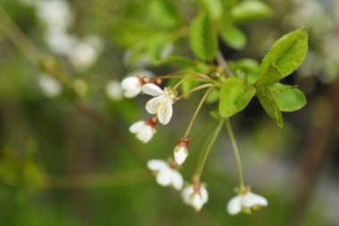 Kiraz ağacında narin çiçekler açar. Seçili odak. Bulanık ve odaksız.