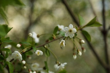 Kiraz ağacında narin çiçekler açar. Seçili odak. Bulanık ve odaksız.