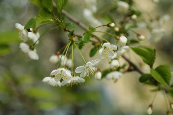 Des Fleurs Tendres Fleurissent Sur Cerisier Concentration Choisie Flou Pas — Photo