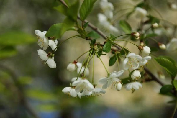 桜の上に開花します 選択したフォーカス ぼかしやフォーカスなし — ストック写真
