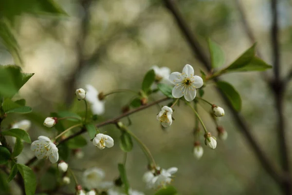 Zarte Blumen Blühen Auf Einem Kirschbaum Ausgewählte Schwerpunkte Unschärfe Und — Stockfoto