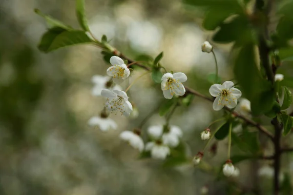 桜の上に開花します 選択したフォーカス ぼかしやフォーカスなし — ストック写真