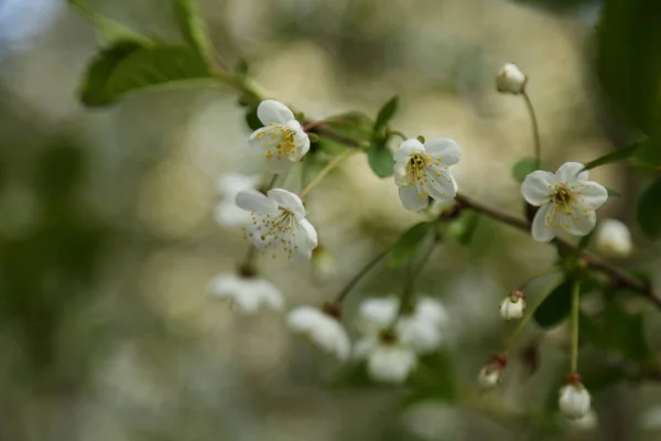 Zarte Blumen Blühen Auf Einem Kirschbaum Ausgewählte Schwerpunkte Unschärfe Und — Stockfoto