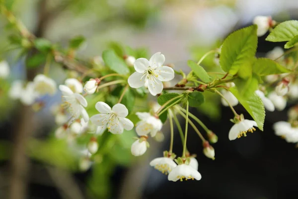 Tender Flowers Blossom Cherry Tree Selected Focus Blur Focus — Stock Photo, Image