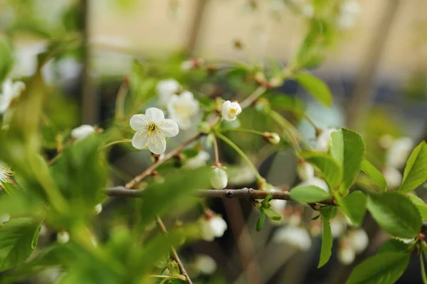 Blommor Blommar Ett Körsbärsträd Ett Valt Fokus Oskärpa Och Ingen — Stockfoto