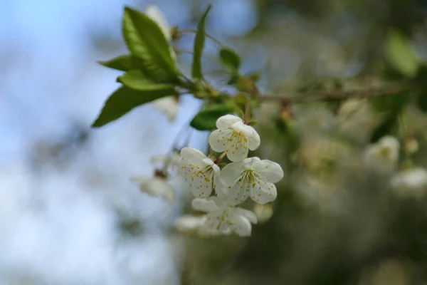 Zarte Blumen Blühen Auf Einem Kirschbaum Ausgewählte Schwerpunkte Unschärfe Und — Stockfoto