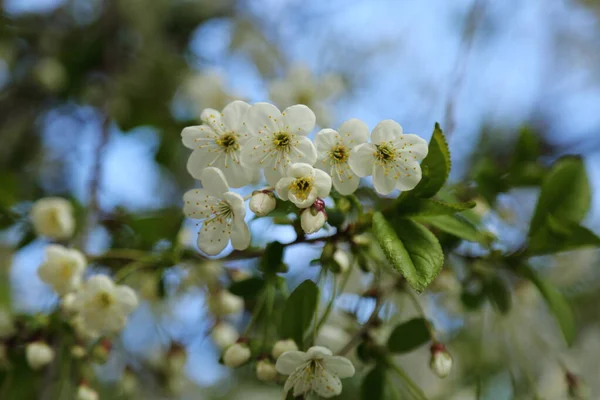 Czułe Kwiaty Kwitną Wiśniowym Drzewie Wybrane Skupienie Rozmycie Brak Ostrości — Zdjęcie stockowe