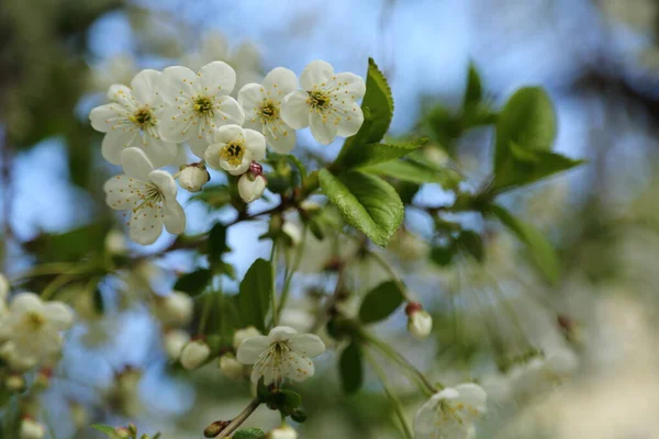 Flores Suaves Florescem Uma Cerejeira Foco Seleccionado Borrão Sem Foco — Fotografia de Stock