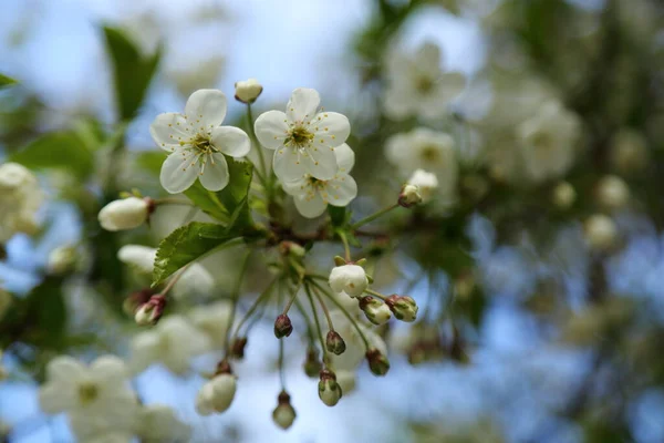 Tender Flowers Blossom Cherry Tree Selected Focus Blur Focus — Stock Photo, Image