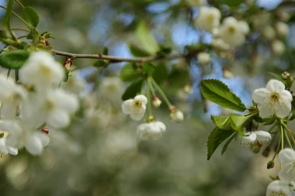 Flores Suaves Florescem Uma Cerejeira Foco Seleccionado Borrão Sem Foco — Fotografia de Stock