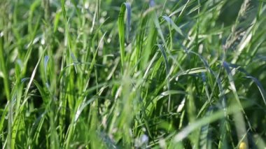Açık havada yeni ve taze yeşil çimenlerin kısa klipsi. Seçili odak. Bulanık arkaplan.