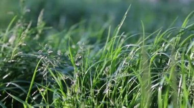 Açık havada yeni ve taze yeşil çimenlerin kısa klipsi. Seçili odak. Bulanık arkaplan.