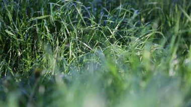 Açık havada yeni ve taze yeşil çimenlerin kısa klipsi. Seçili odak. Bulanık arkaplan.