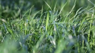 Açık havada yeni ve taze yeşil çimenlerin kısa klipsi. Seçili odak. Bulanık arkaplan.