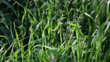 Açık havada yeni ve taze yeşil çimenlerin kısa klipsi. Seçili odak. Bulanık arkaplan.