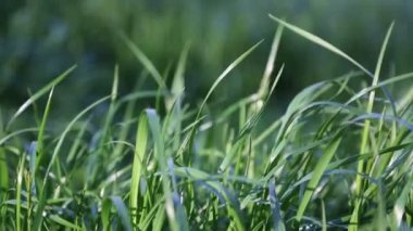 Açık havada yeni ve taze yeşil çimenlerin kısa klipsi. Seçili odak. Bulanık arkaplan.