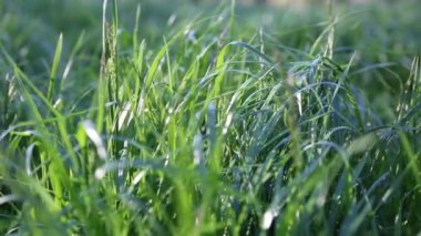 Açık havada yeni ve taze yeşil çimenlerin kısa klipsi. Seçili odak. Bulanık arkaplan.