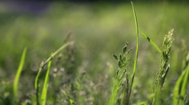 Açık havada yeni ve taze yeşil çimenlerin kısa klipsi. Seçili odak. Bulanık arkaplan.