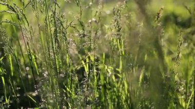 Açık havada yeni ve taze yeşil çimenlerin kısa klipsi. Seçili odak. Bulanık arkaplan.