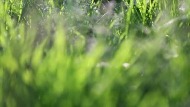 Açık havada yeni ve taze yeşil çimenlerin kısa klipsi. Seçili odak. Bulanık arkaplan.