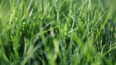 Açık havada yeni ve taze yeşil çimenlerin kısa klipsi. Seçili odak. Bulanık arkaplan.