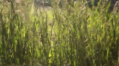 Açık havada yeni ve taze yeşil çimenlerin kısa klipsi. Seçili odak. Bulanık arkaplan.