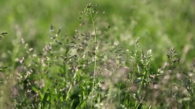 Açık havada yeni ve taze yeşil çimenlerin kısa klipsi. Seçili odak. Bulanık arkaplan.