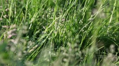 Açık havada yeni ve taze yeşil çimenlerin kısa klipsi. Seçili odak. Bulanık arkaplan.