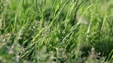 Açık havada yeni ve taze yeşil çimenlerin kısa klipsi. Seçili odak. Bulanık arkaplan.