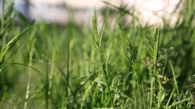 Açık havada yeni ve taze yeşil çimenlerin kısa klipsi. Seçili odak. Bulanık arkaplan.