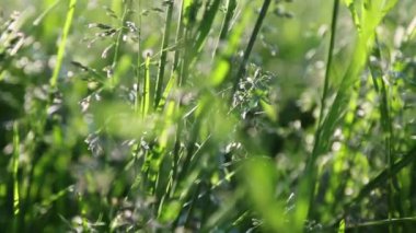 Açık havada yeni ve taze yeşil çimenlerin kısa klipsi. Seçili odak. Bulanık arkaplan.