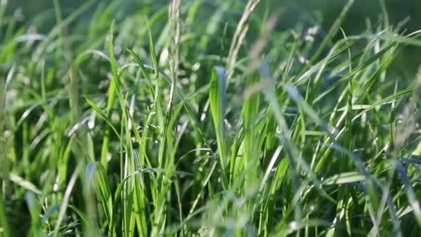 户外剪短的新鲜绿草 选定的重点 模糊的背景 — 图库视频影像