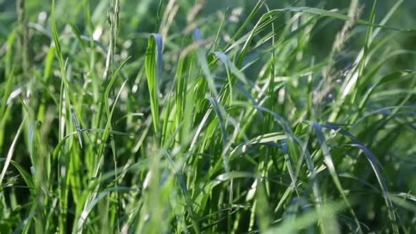 Clipe Curto Livre Grama Verde Nova Fresca Foco Seleccionado Plano — Vídeo de Stock