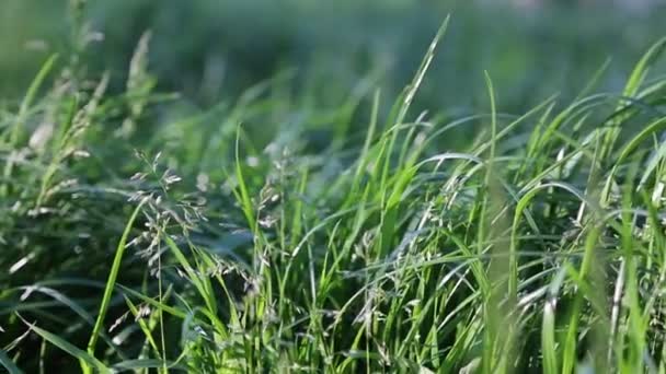 户外剪短的新鲜绿草 选定的重点 模糊的背景 — 图库视频影像