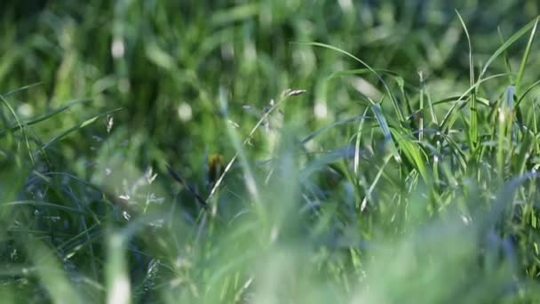 Açık Havada Yeni Taze Yeşil Çimenlerin Kısa Klipsi Seçili Odak — Stok video