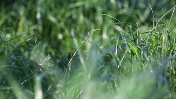 Clipe Curto Livre Grama Verde Nova Fresca Foco Seleccionado Plano — Vídeo de Stock