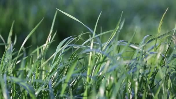 Clipe Curto Livre Grama Verde Nova Fresca Foco Seleccionado Plano — Vídeo de Stock