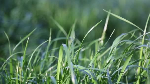 Короткий Клип Свежую Зеленую Траву Выбранный Фокус Фон Размытия — стоковое видео