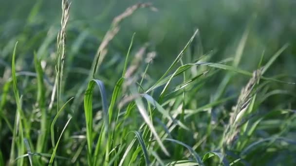 Clipe Curto Livre Grama Verde Nova Fresca Foco Seleccionado Plano — Vídeo de Stock