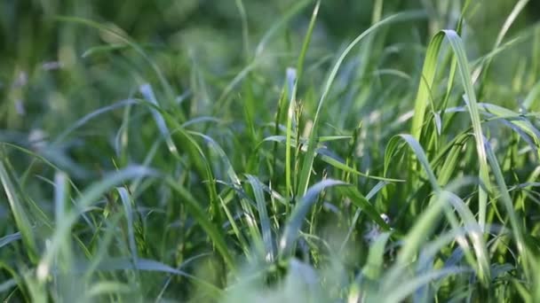 Outdoor Klip Pendek Baru Dan Segar Rumput Hijau Fokus Yang — Stok Video