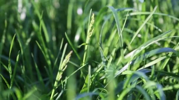 Clipe Curto Livre Grama Verde Nova Fresca Foco Seleccionado Plano — Vídeo de Stock