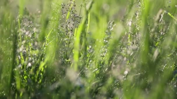 Outdoor Kurzer Clip Von Neuem Und Frischem Grünen Gras Ausgewählte — Stockvideo